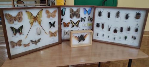 Czytaj więcej:  Żywa lekcja biologii OWADY